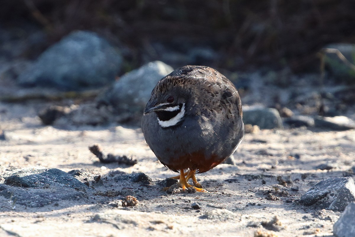 Blue-breasted Quail - ML641040237