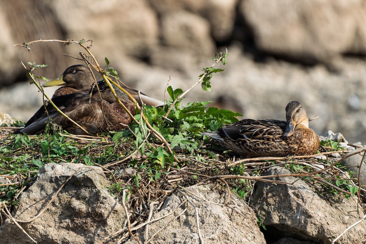 Mallard - ML641040239