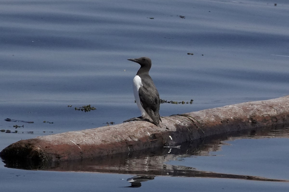 Common Murre - ML641040242