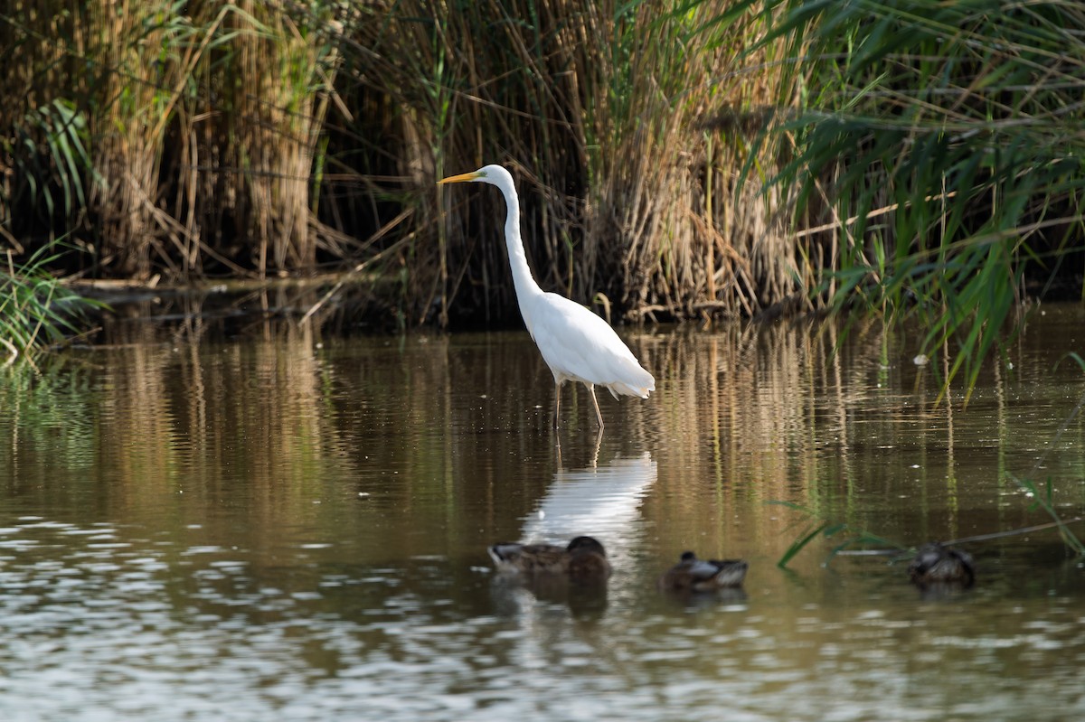 Great Egret - ML641040243