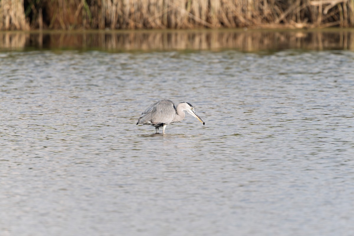 Gray Heron - ML641040248