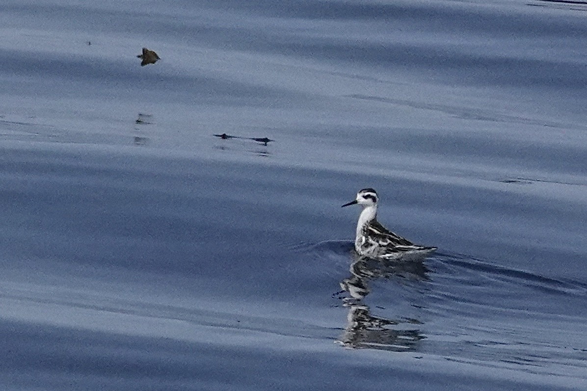 Red-necked Phalarope - ML641040259