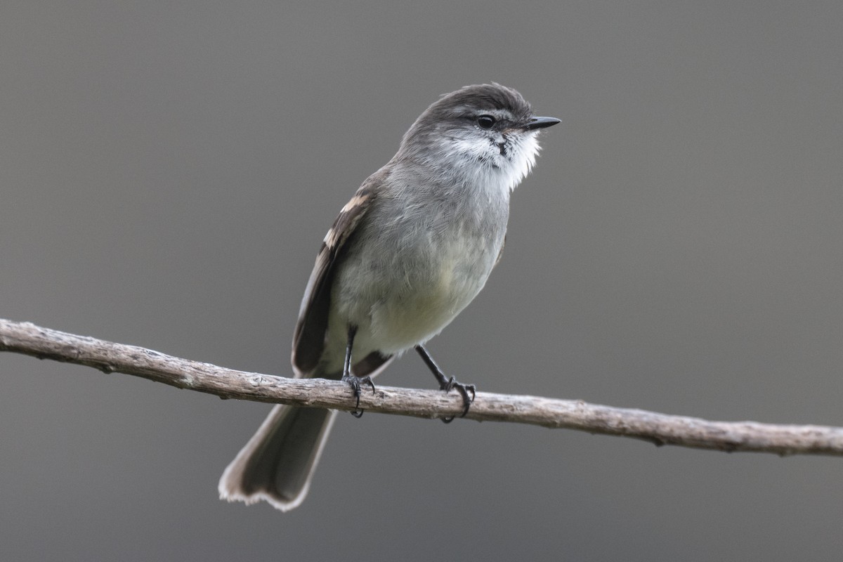 White-throated Tyrannulet - ML641040261