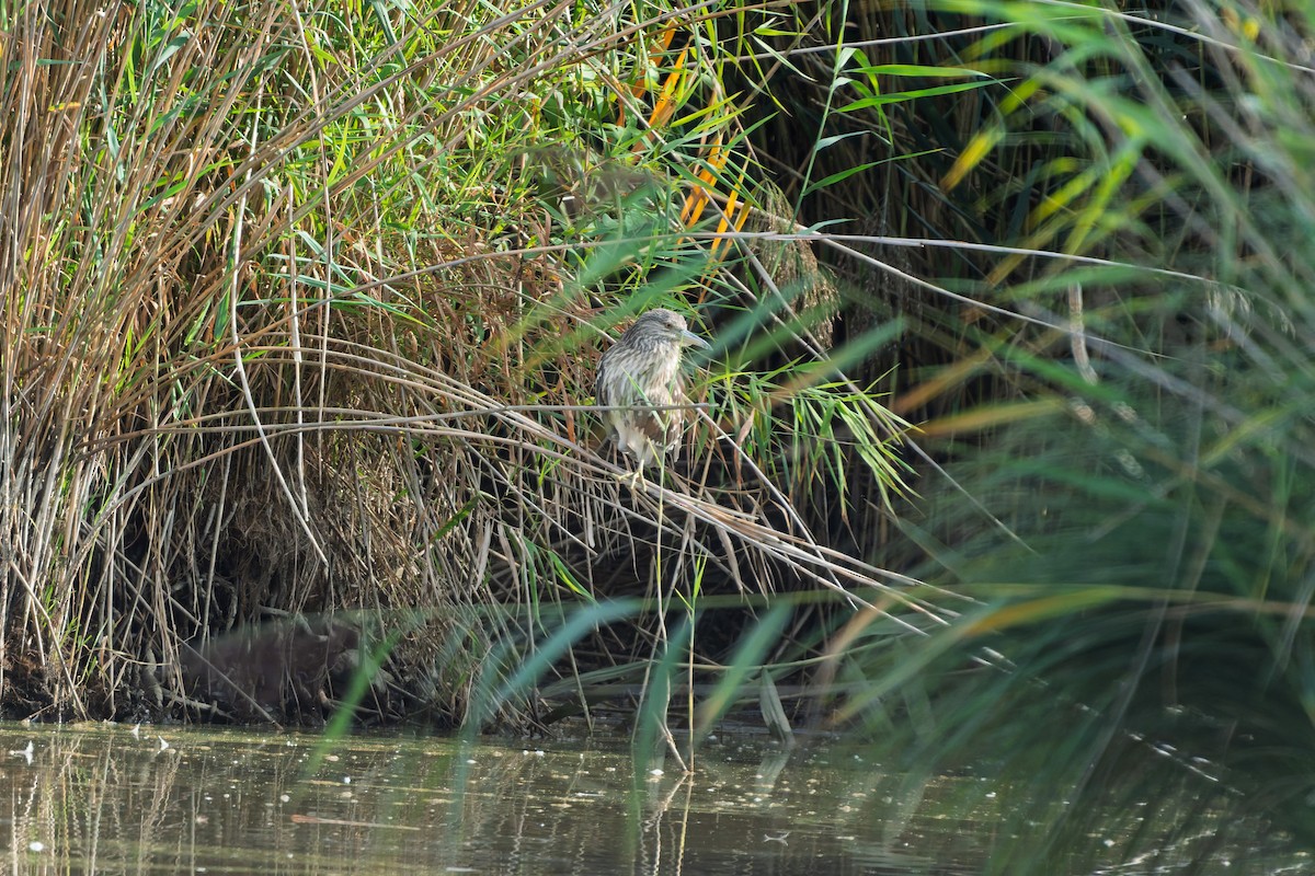 Black-crowned Night Heron - ML641040266