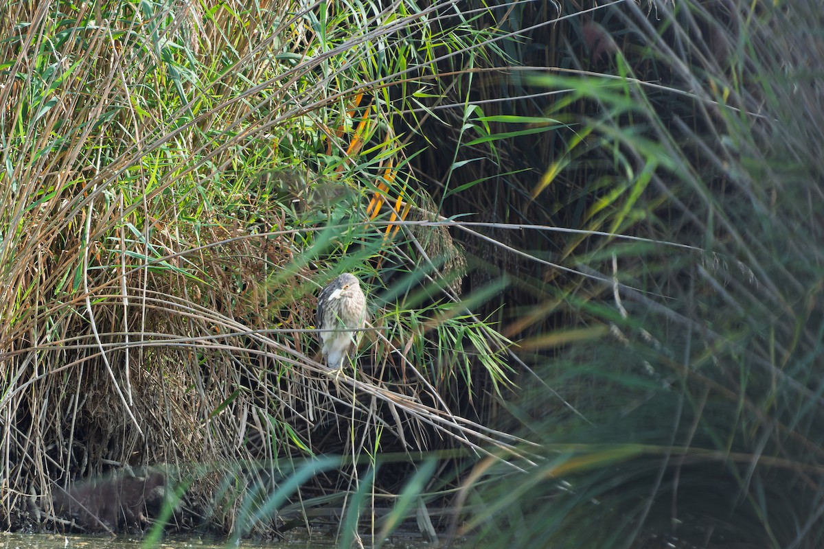 Black-crowned Night Heron - ML641040267