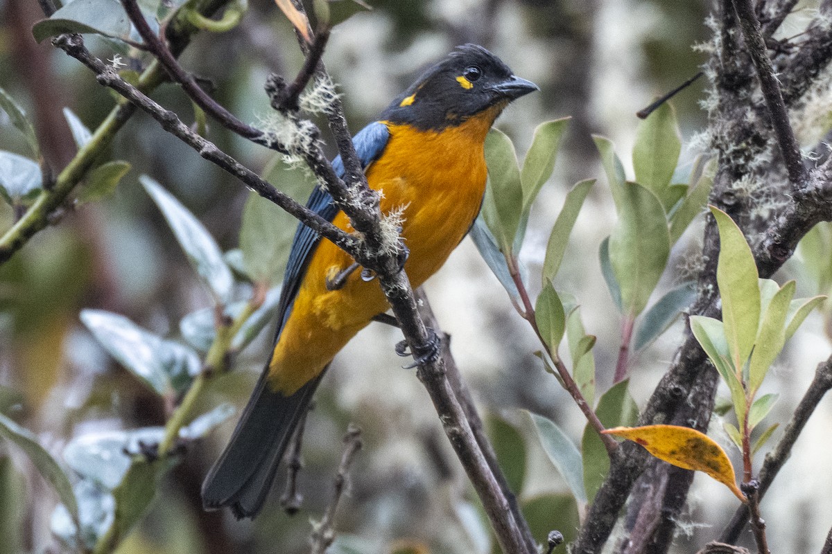 Lacrimose Mountain Tanager - ML641040274