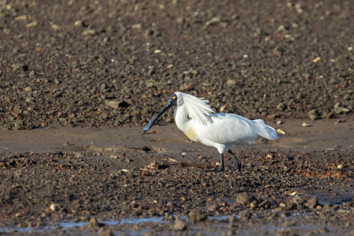 Royal Spoonbill - ML641040275