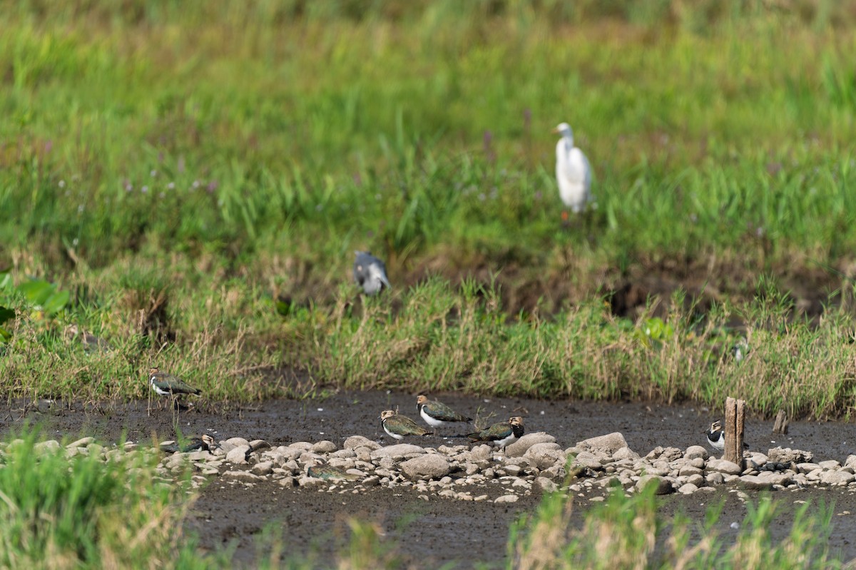 Northern Lapwing - ML641040277