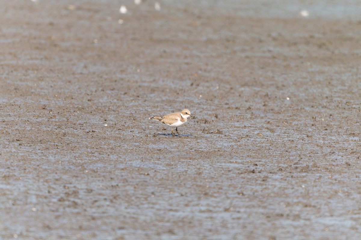Little Ringed Plover - ML641040278