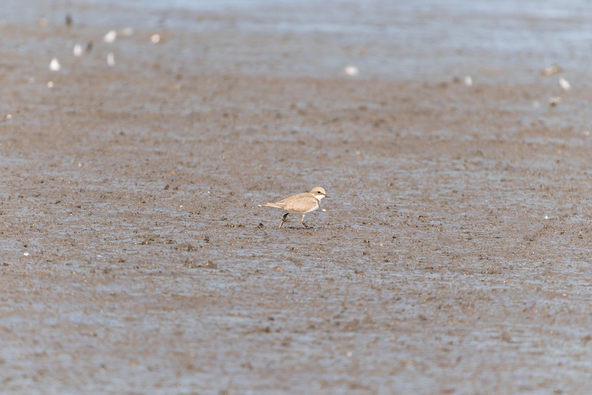 Little Ringed Plover - ML641040279