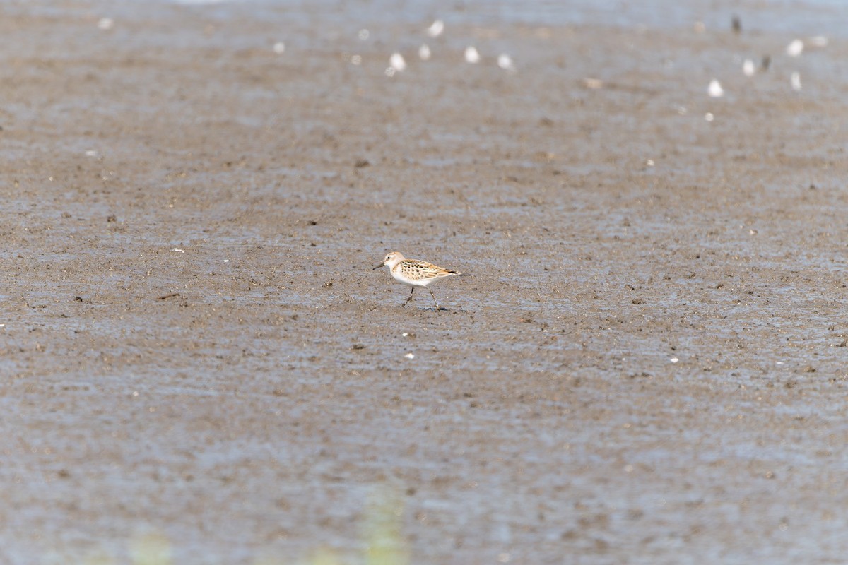 Little Stint - ML641040286