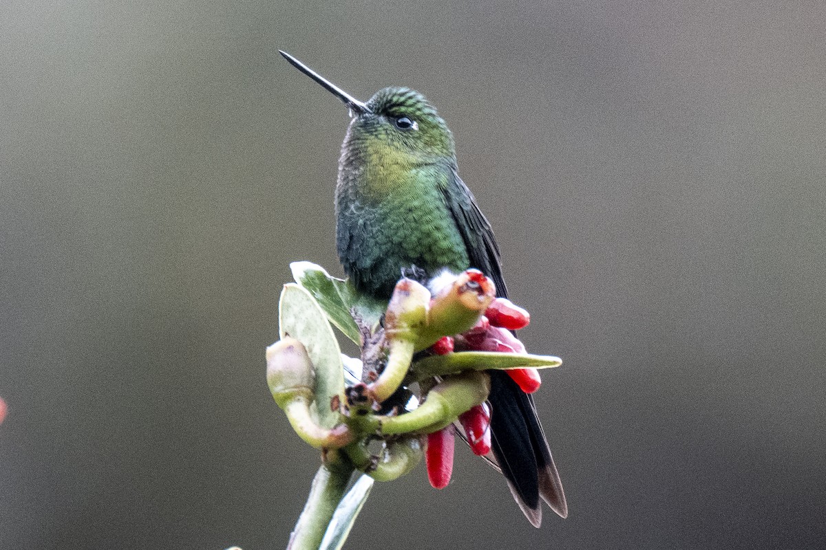 Golden-breasted Puffleg - ML641040290