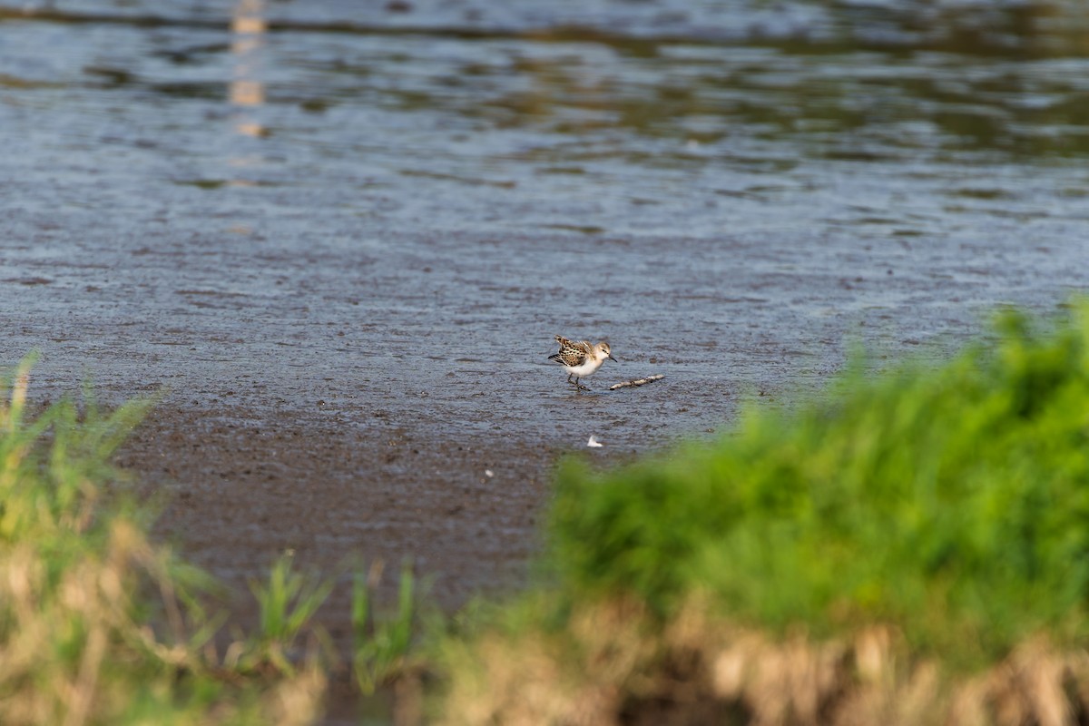 Little Stint - ML641040292