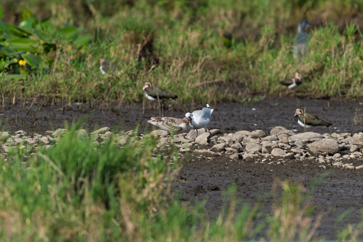 Black-headed Gull - ML641040297