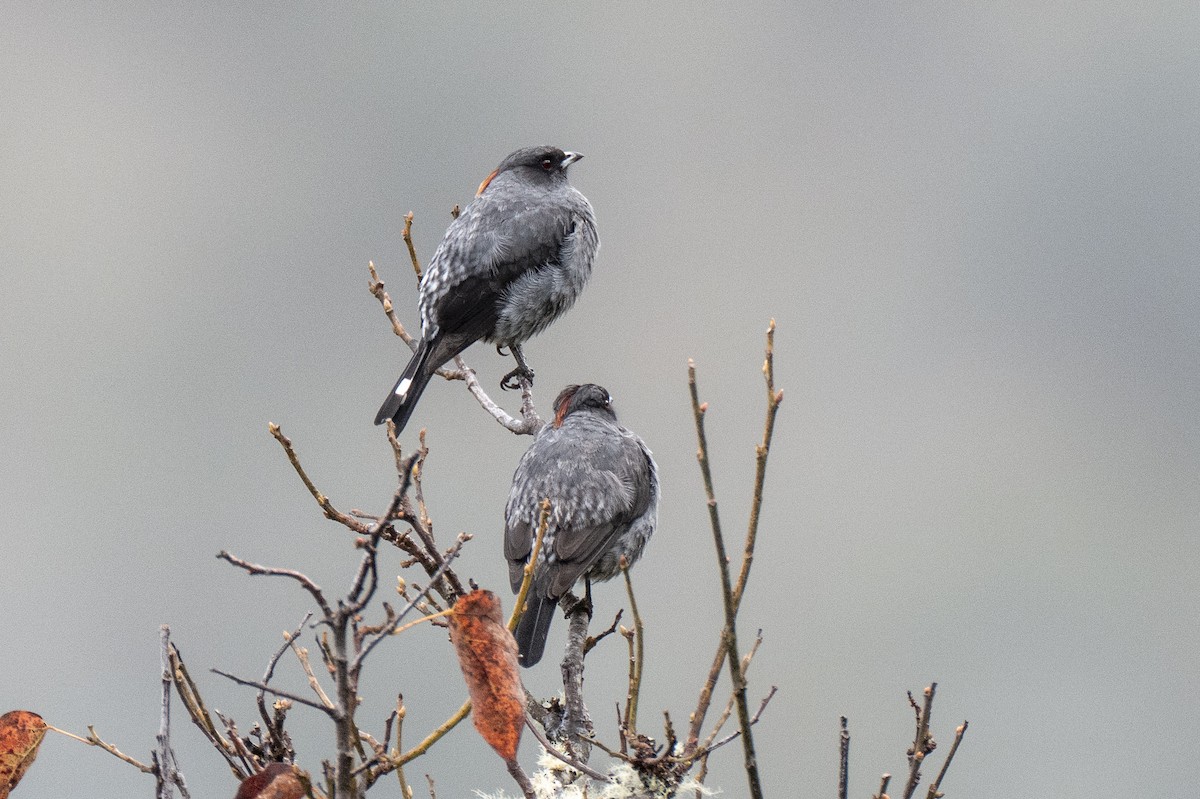 Red-crested Cotinga - ML641040299
