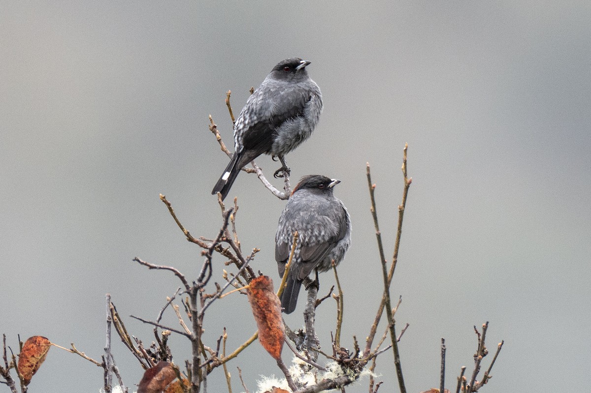 Red-crested Cotinga - ML641040303