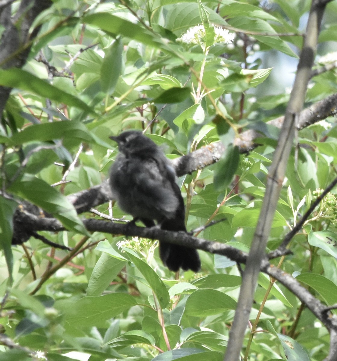 Gray Catbird - ML641040315
