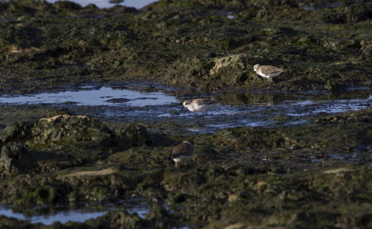 Western Sandpiper - ML641040326