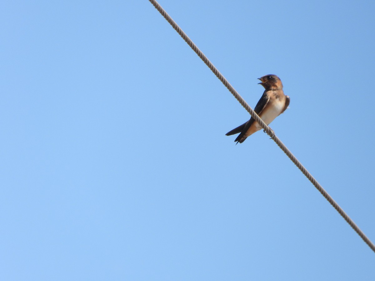 Cliff Swallow - ML641040339