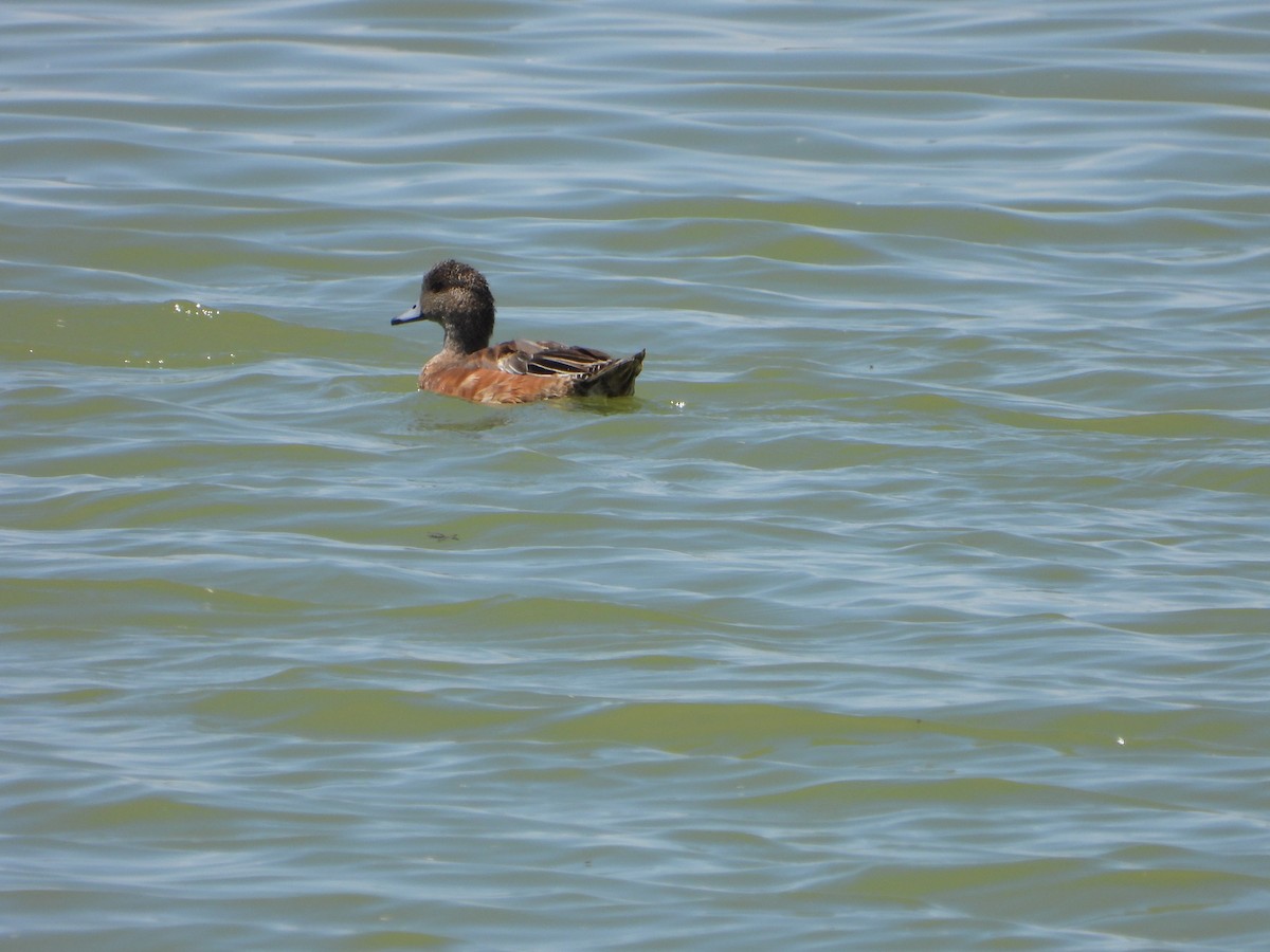 American Wigeon - ML641040376