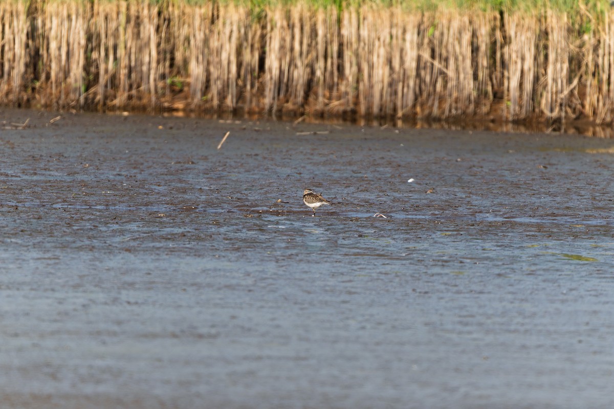 Wood Sandpiper - ML641040381