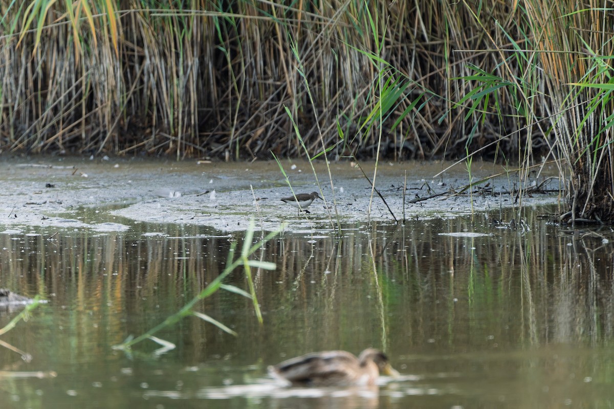 Green Sandpiper - ML641040383