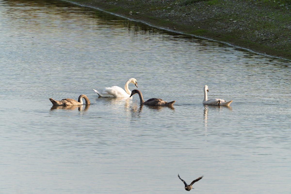 Mute Swan - ML641040399