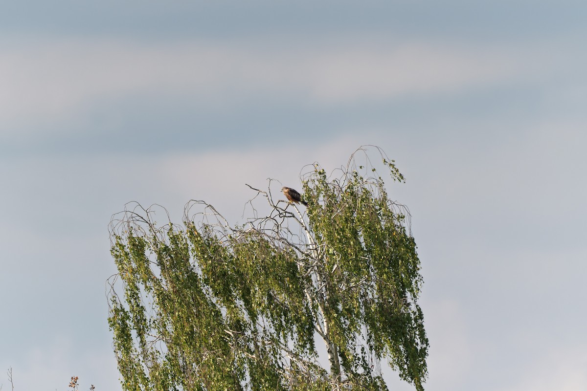 Red Kite - ML641040413