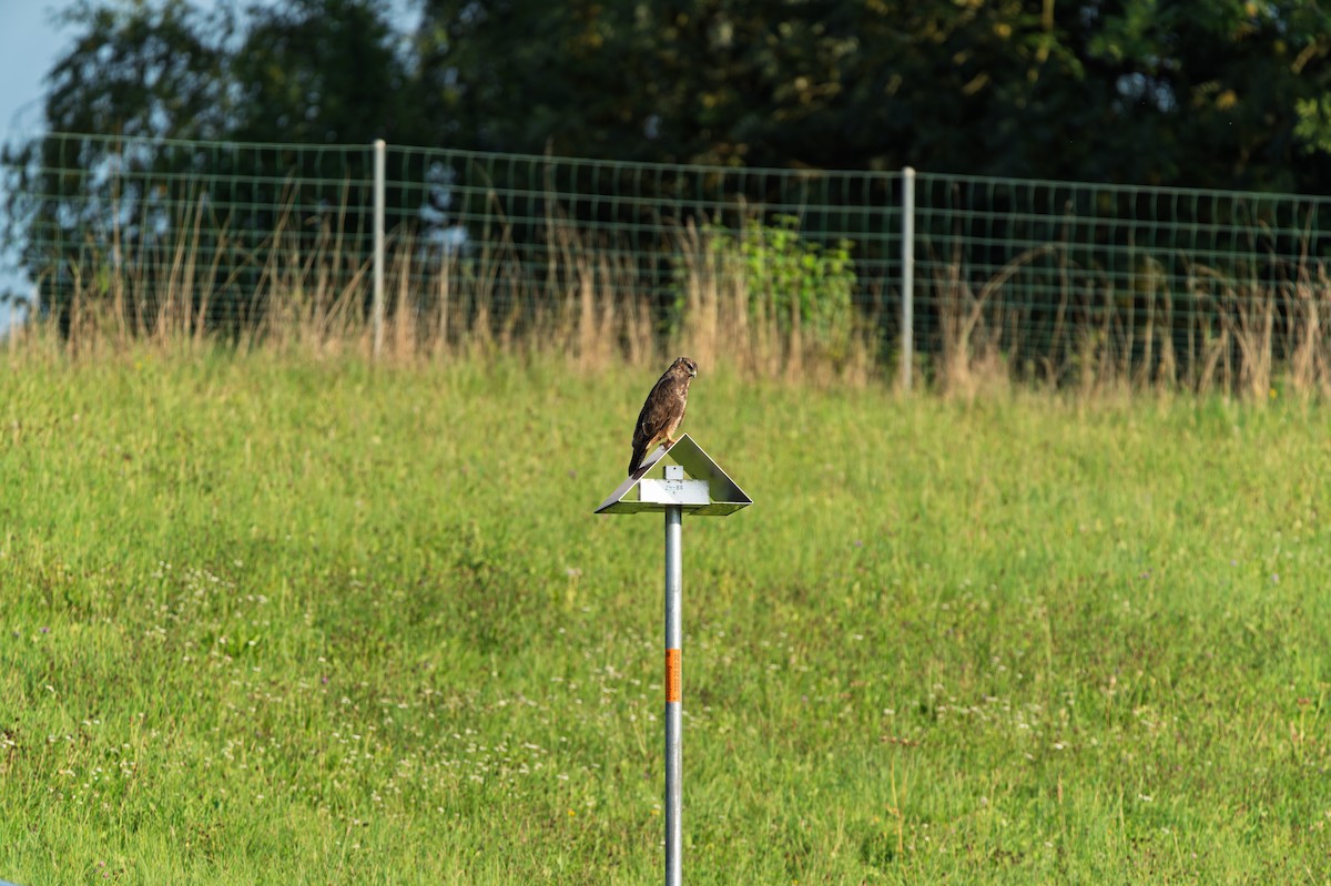 Common Buzzard - ML641040414