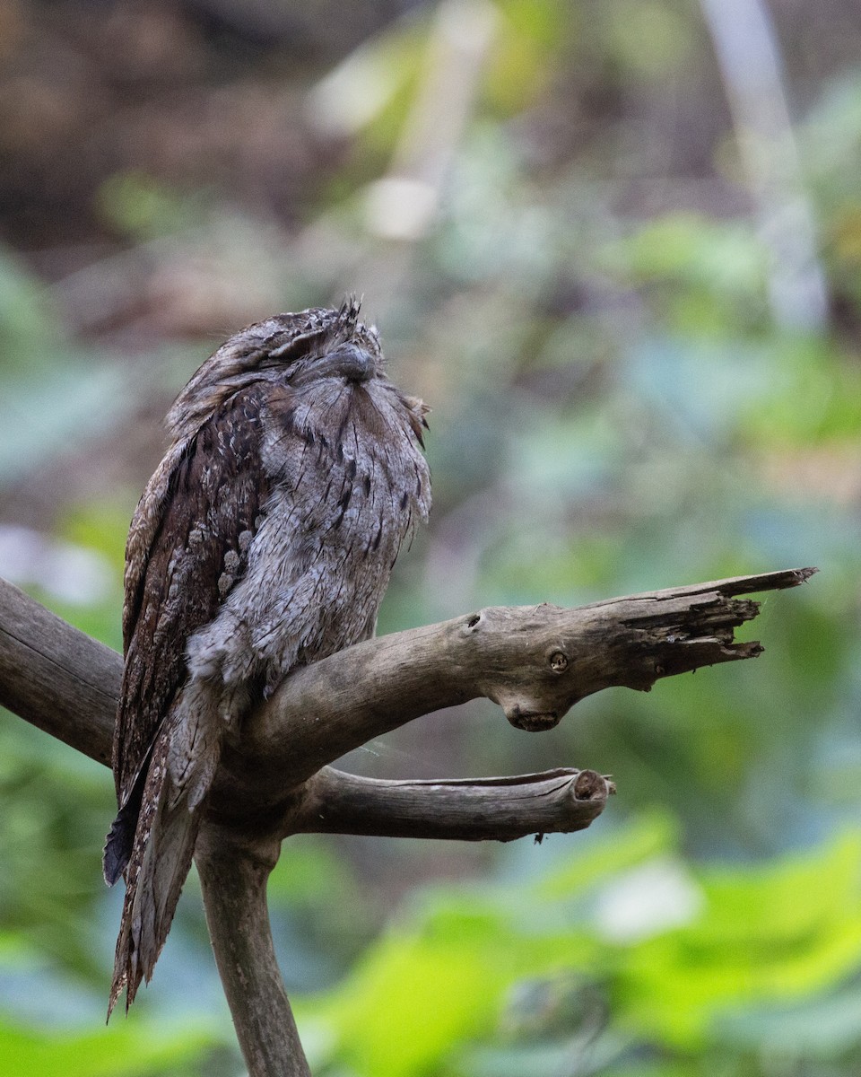 Tawny Frogmouth - ML641040452