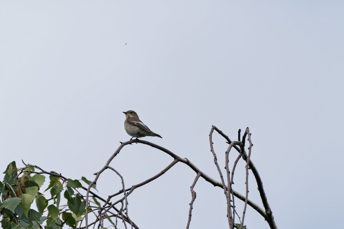 European Pied Flycatcher - ML641040475