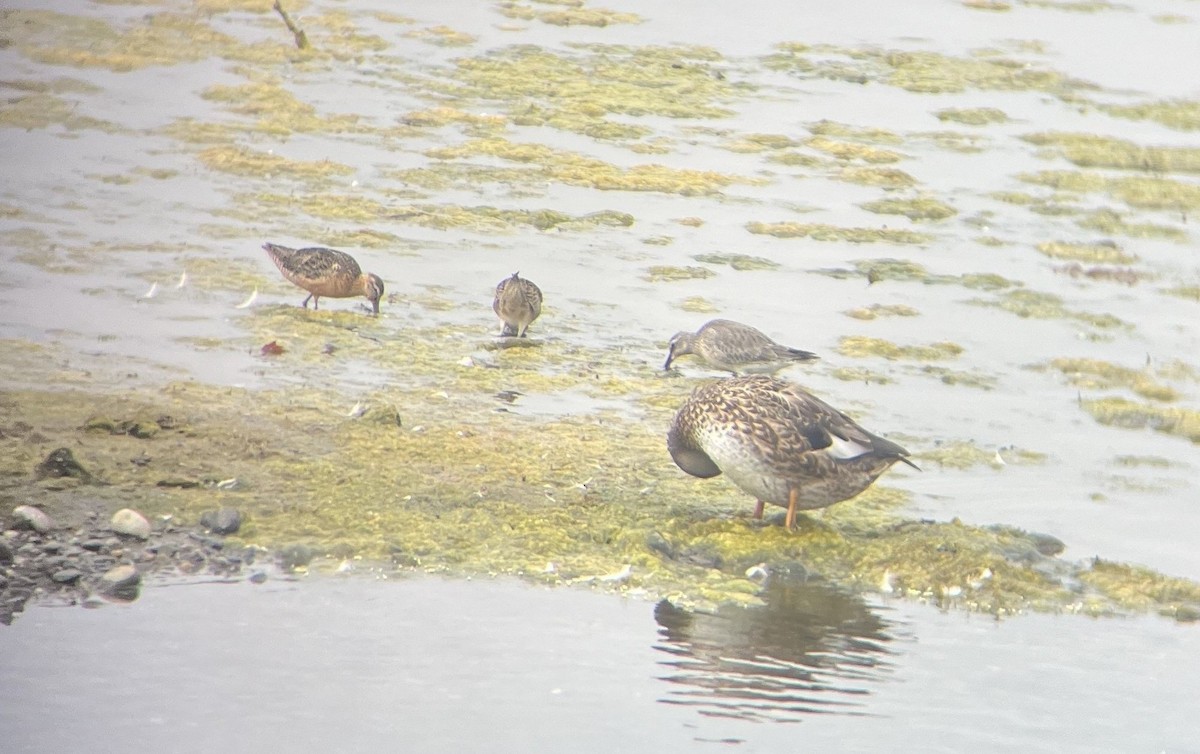 Gadwall - ML641040494
