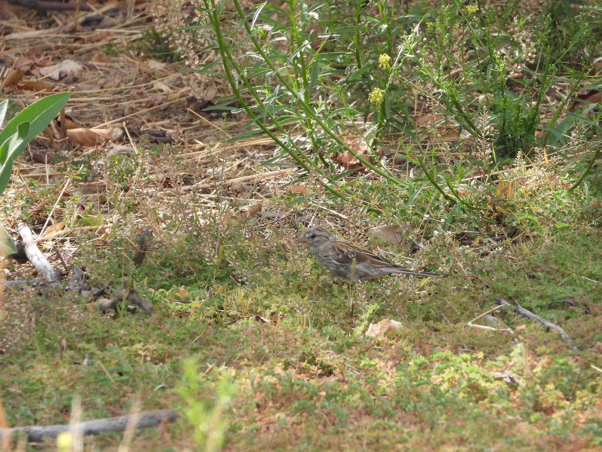 Chipping Sparrow - ML641040503