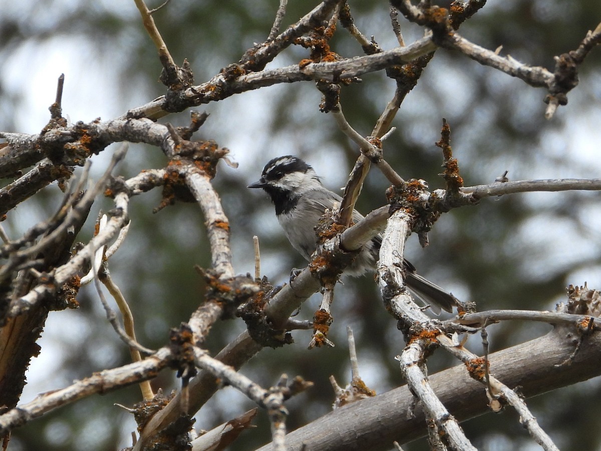 Mésange de Gambel - ML641040508