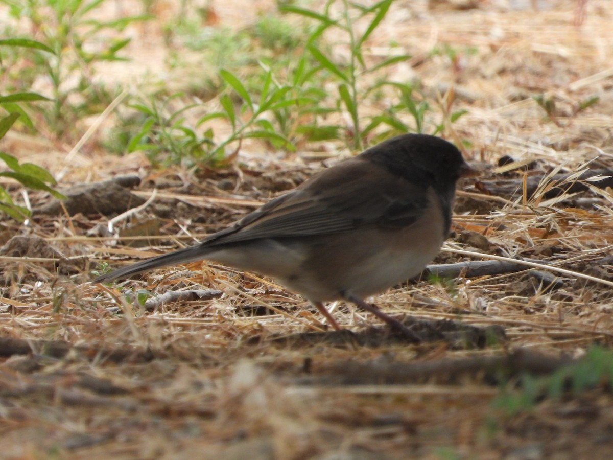 Dark-eyed Junco - ML641040510