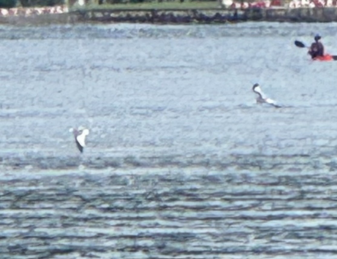 Sabine's Gull - ML641040544