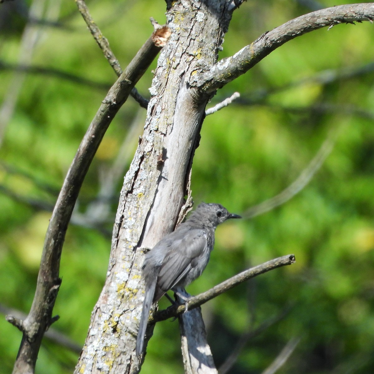 Gray Catbird - ML641040573