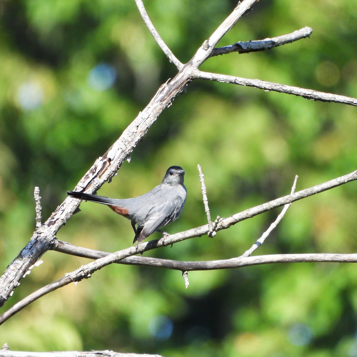 Gray Catbird - ML641040574