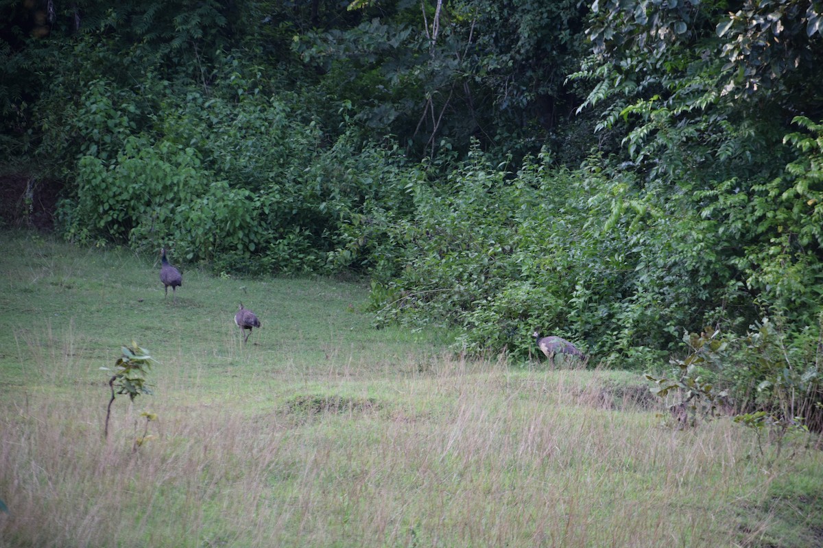 Indian Peafowl - ML641040634