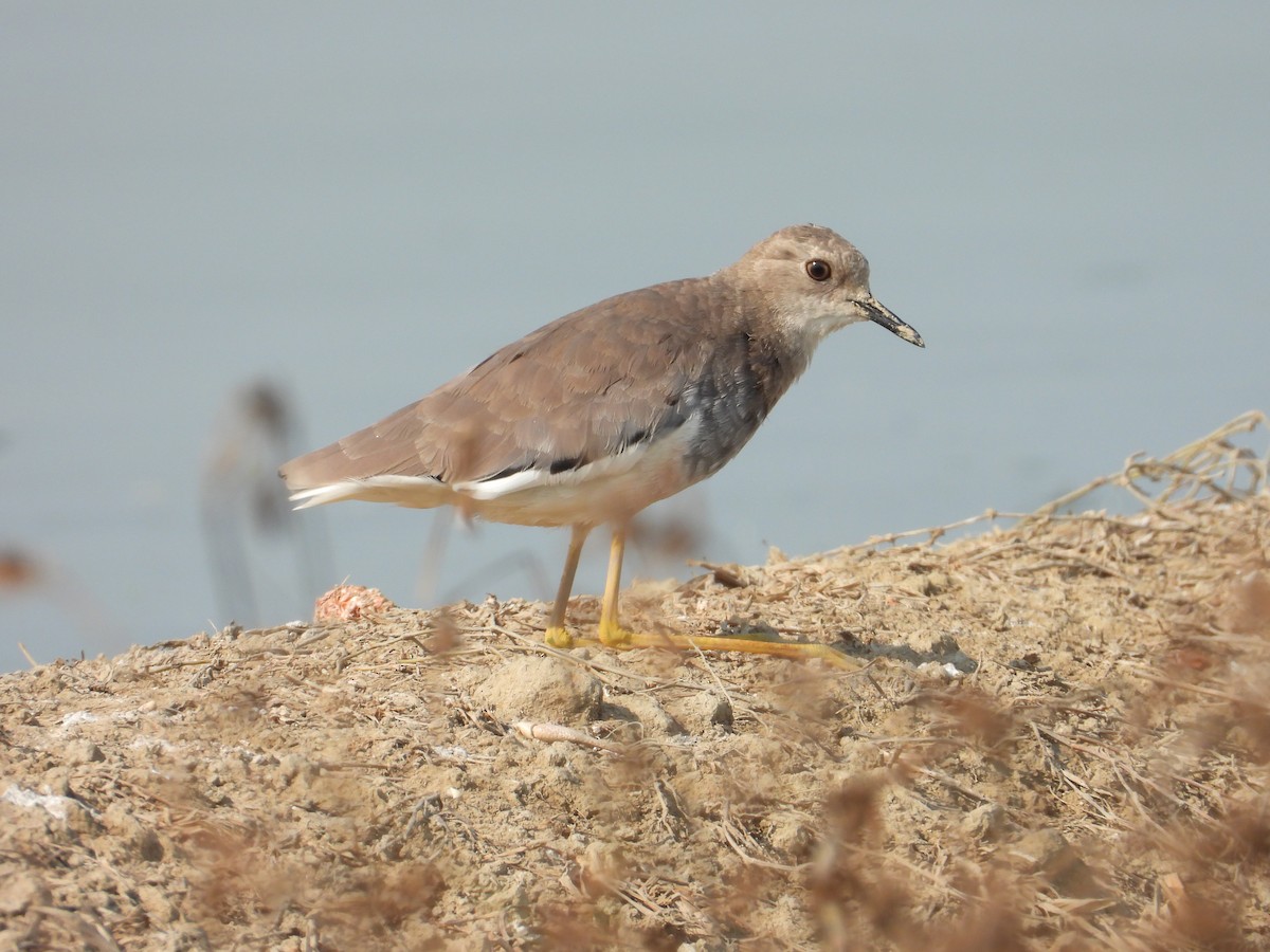 White-tailed Lapwing - ML641040655