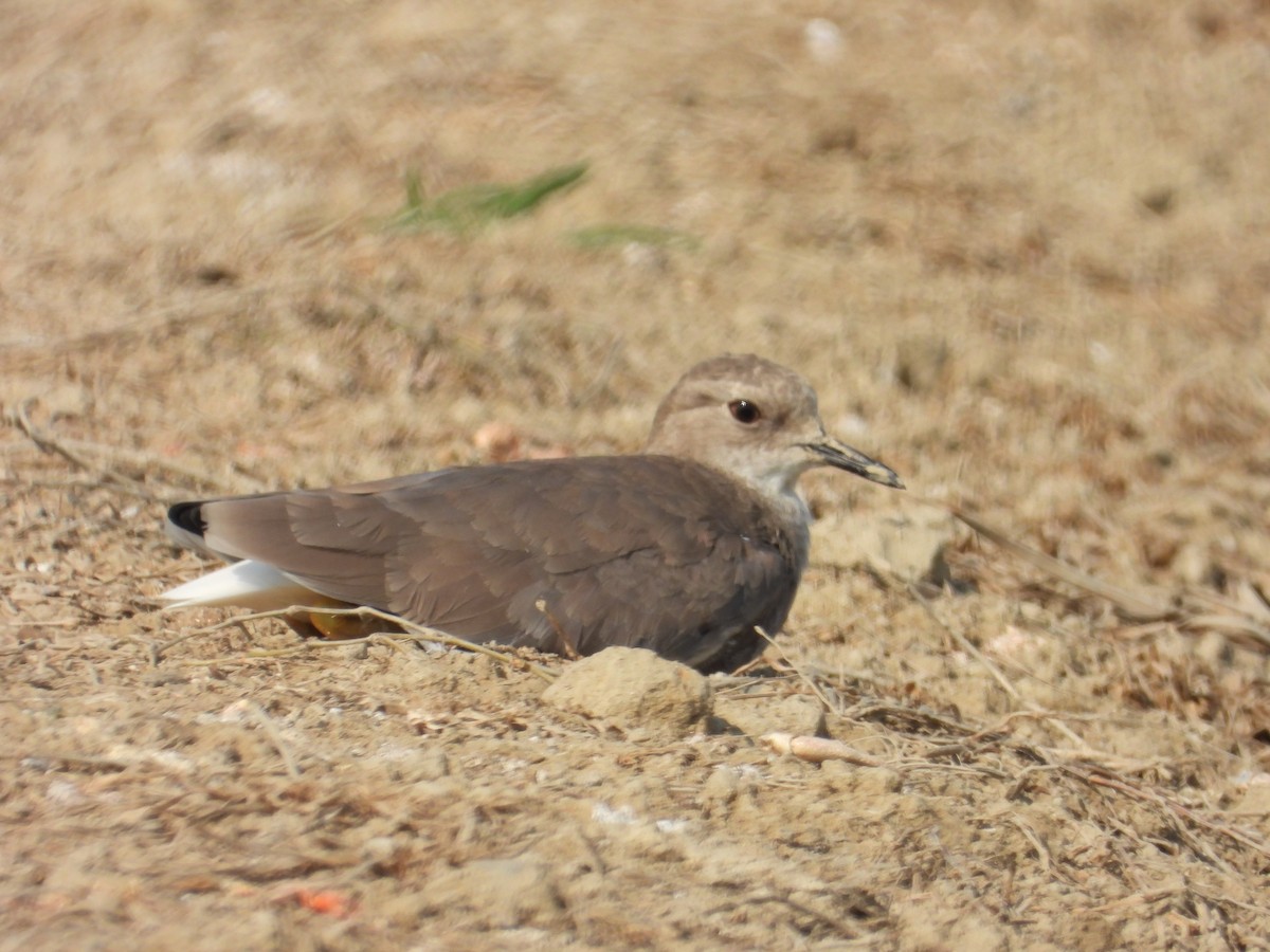 White-tailed Lapwing - ML641040656