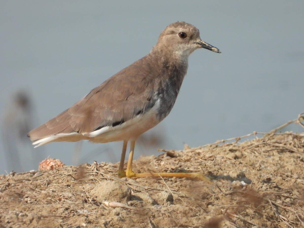 White-tailed Lapwing - ML641040657