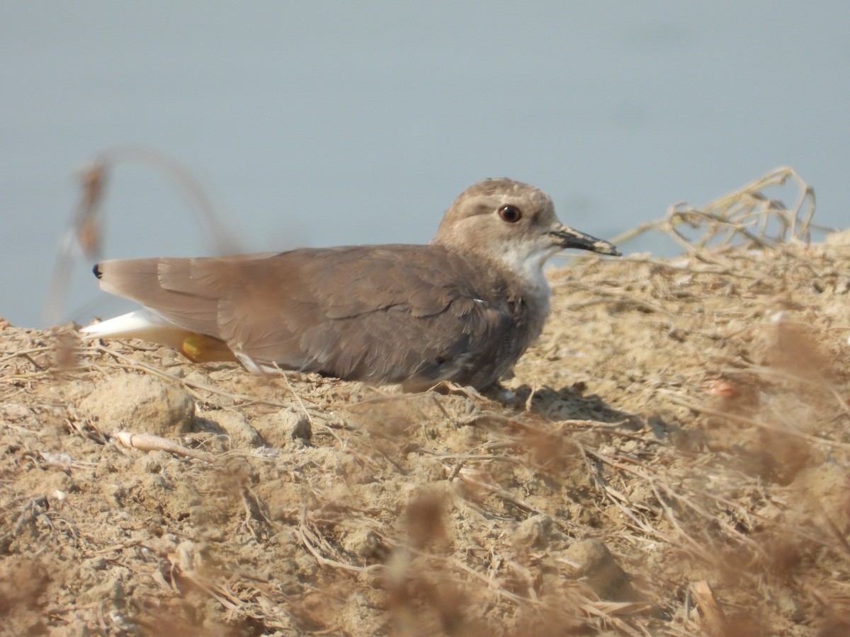 White-tailed Lapwing - ML641040658
