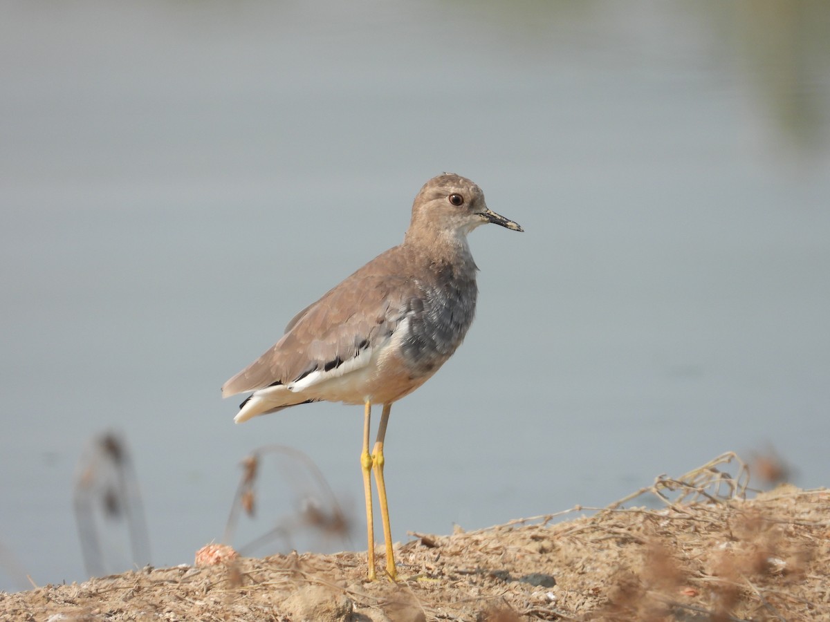 White-tailed Lapwing - ML641040659