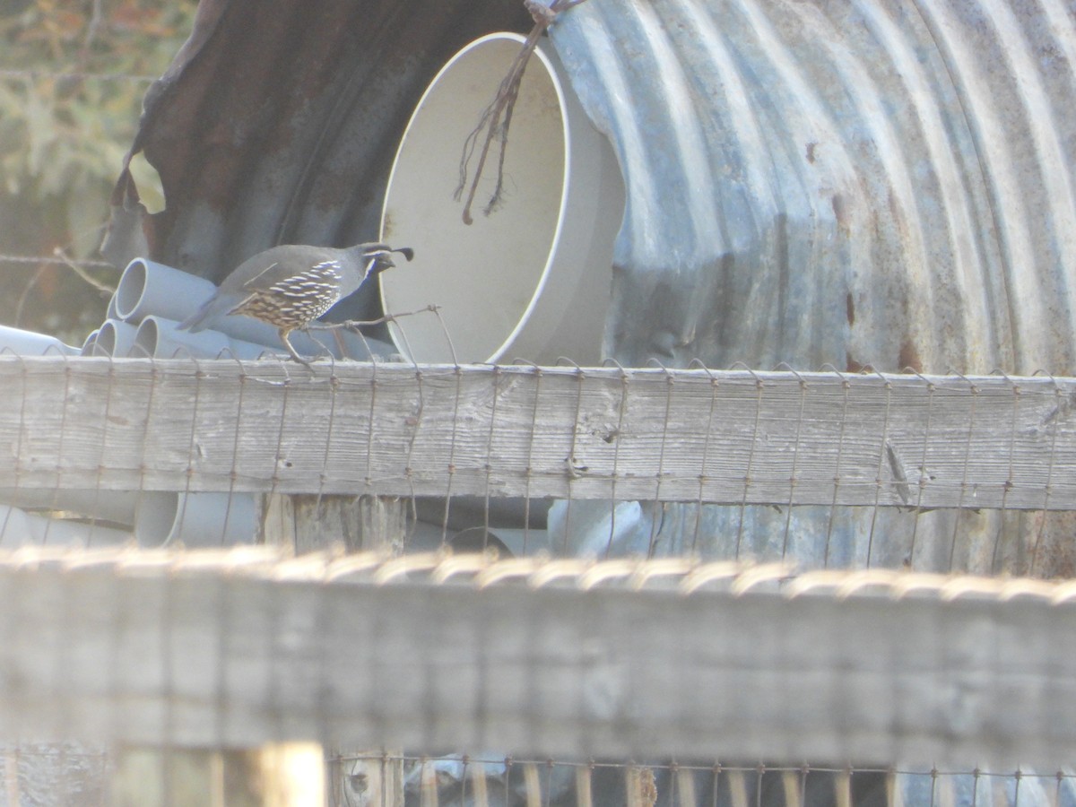 California Quail - ML641040665