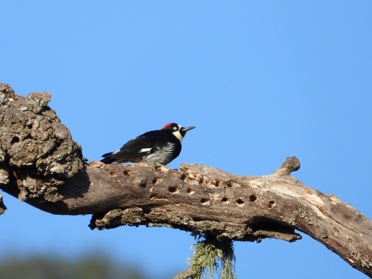 Acorn Woodpecker - ML641040671