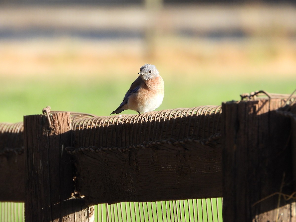 Western Bluebird - ML641040678