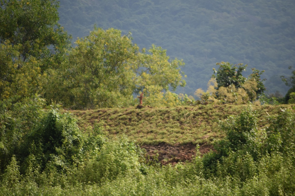 Cinnamon Bittern - ML641040687