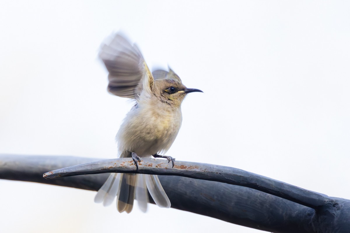 Brown Honeyeater - ML641040709