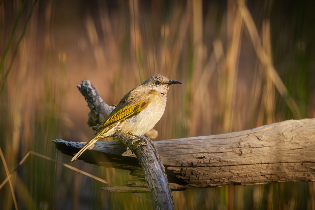 Brown Honeyeater - ML641040711